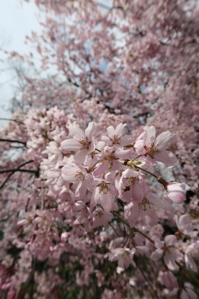 マリオット山中湖宿泊と北杜市をぐるっと