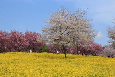 赤城南面千本桜と妙義山さくらの里