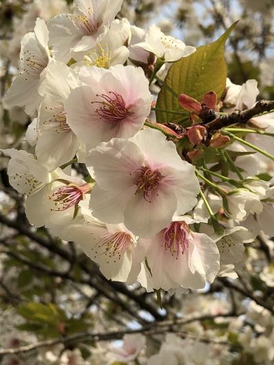 2018年3月  花と苺