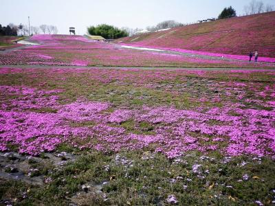 桜は桜でも芝桜の絨毯で春満喫