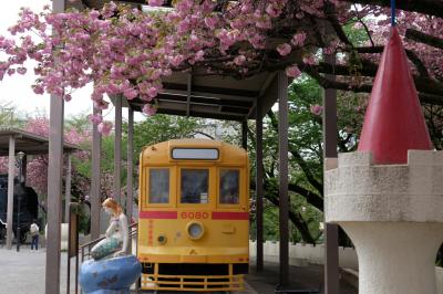 ２０１８　飛鳥山　八重桜　満開。。