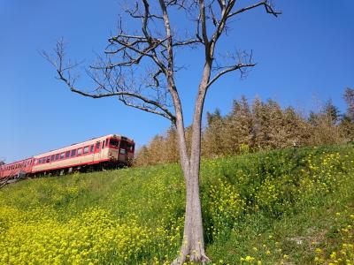 ちょっぴり春の千葉☆南房総の旅～！