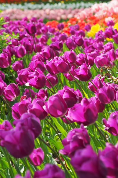 横浜公園チューリップとＦＬＯＷＥＲ ＧＡＲＤＥＮ in 赤レンガ