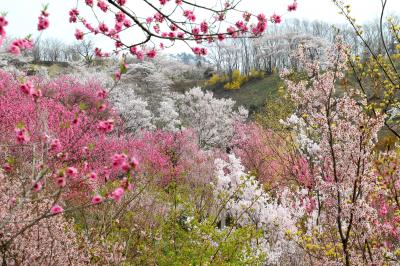 ◆福島に桃源郷あり・花見山 ,２０１８ , Part２