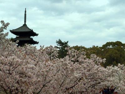 4月　菊乃井さんランチ　の後　満開と聞いて　急きょ　仁和寺の御室桜　を見学に。