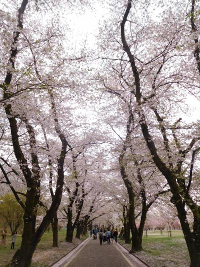 群馬２０１８桜　【１】赤城南千本桜