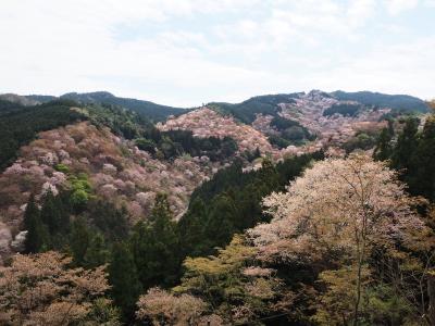 そうだ 吉野桜を見に行こう１*・゜・*一生に一度は見たい吉野の千本桜*・゜・*