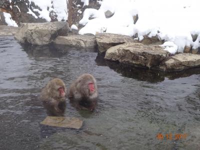 長野県・久しぶりの日本家族小旅行（3/3 地獄谷のスノーモンキー＆長野・善光寺ちょっと編） 