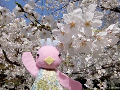 「そうだ！お花見に行こう」ってことで行ってきました♪＝都内桜の名所めぐり＝2018年3月