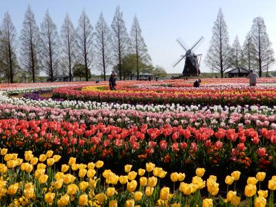 ４月８日、あけぼの山公園のチューリップ見頃の終わり