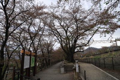 今年ははやかった桜、勝沼、北杜など　　