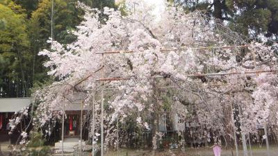 そうだ京都の桜、見に行ってなかった！おけいはんpremiumカーで行こう！平野神社。