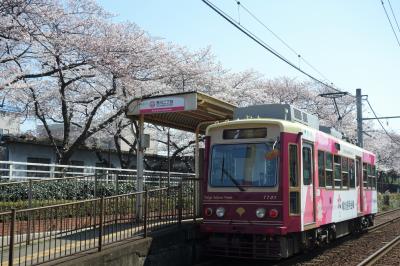 見頃前だろうが満開過ぎだろうがSundays only (泣) 都営まるごときっぷでお花見 by 東京さくらトラム through 荒川区