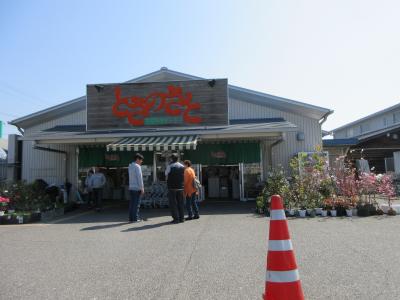 日本桜名所100選”高知県立鏡野公園”に花見～とさのさと（産直市）で買い物