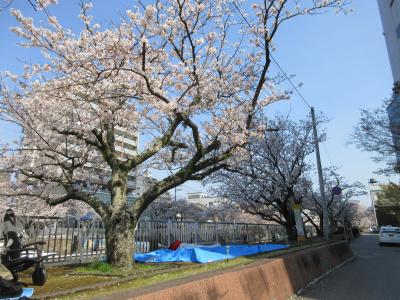 日本桜名所100選”高知県立鏡野公園”に花見～堀川の堤防の花見