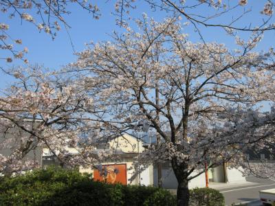 日本桜名所100選”高知県立鏡野公園”に花見～八王子宮参拝・花見２