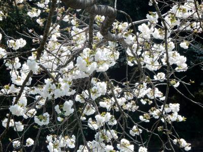 今は秒速5cm　10種類の桜が楽しめる三ツ池公園