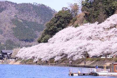 ■ さくら満開の海津大崎