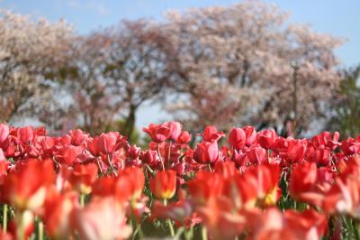 秦野戸川公園チューリップフェアに行ってきました♪の巻！