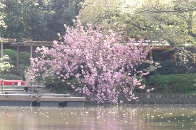 鶴岡八幡宮の八重桜－2018年春
