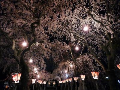 ０４．三嶋大社の夜桜見物