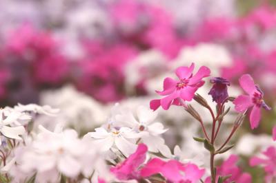 川沿い花壇へ芝桜を求めて～こんな芝桜もいいかも