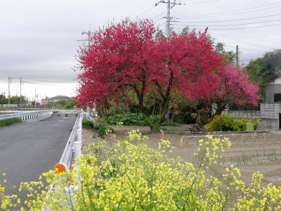 早朝ウォーキングコースで見られる自然の営み