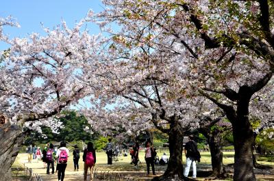 続・おじさんの一人旅、鳥取から岡山へ・・春爛漫桜咲き誇る後楽園を訪ねて