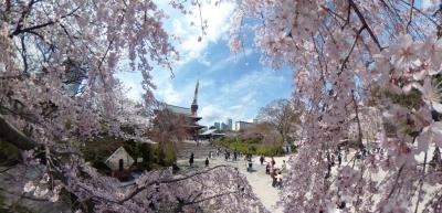 桜花爛漫　東京タワー　お台場自由の女神　スカイツリー