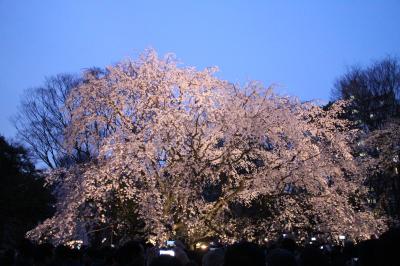 2018しだれ桜が満開の六義園