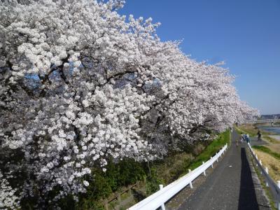 浅川土手・元横山公園の桜 2018/03/30