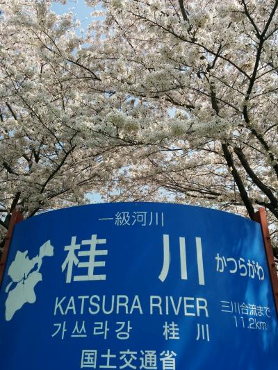 京都に春の訪れ：ぽかぽか陽気に誘われるように桜と菜の花が満開の笑みで咲き乱れていました（一級河川「桂川」桜並木編）
