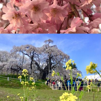 雪と滝桜！ 冬と春が同居している福島県！ 磐梯熱海温泉で足湯！