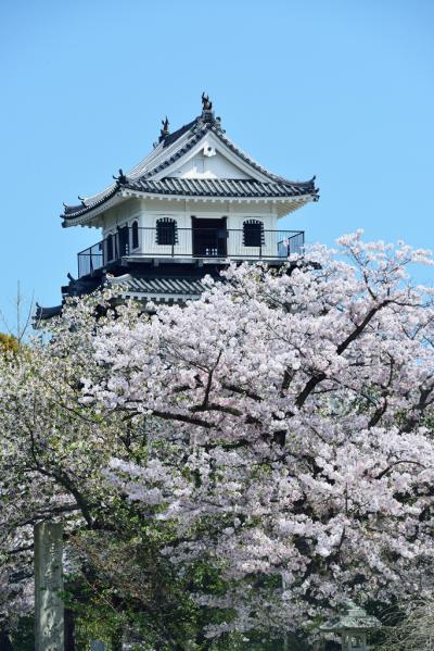 中津の桜　2018