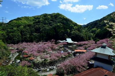 一心寺の八重桜2018