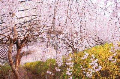 しだれ桜と連翹の天国、ゆうかの里へ