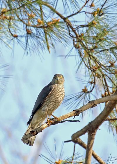 野鳥撮影記録・２０１８年４月－３