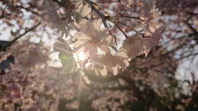 夕焼けに照らされた桜