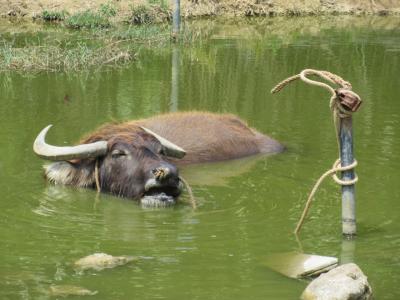 晴れおじさん「豆腐で始まり豆腐で終わる」八重山諸島の旅(その２)