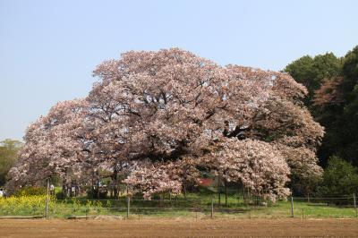 ２０１８吉高の大桜、佐倉チューリップフェスタ