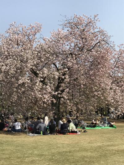 花を求めて② 新宿御苑でお花見