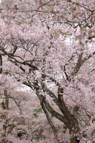 満開の桜めぐり　花好きには堪らない光景を楽しんで♪