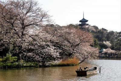 今年最初のお花見は三渓園と山下公園