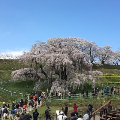 [2018年4月] 桜紀行  三春滝桜 福島県田村郡三春町