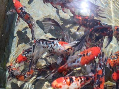 ２０１８水元公園金魚展示飼育池、しばられ地蔵
