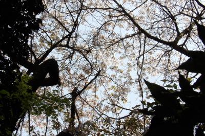 今年、鎌倉のハイキングコースで出会った大島桜・山桜