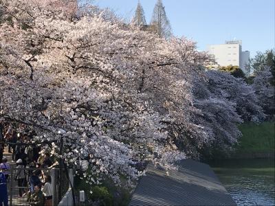 2018　千鳥が淵桜の景色　満開やや散り始め期