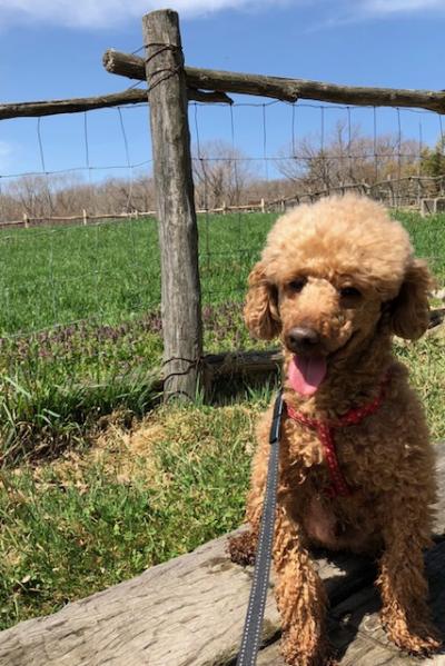 お犬様優先!那須の旅
