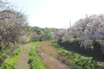 2018年4月8日：野川中前橋から武蔵野公園西側の野川沿いの紅枝垂れ桜散策　&　ちゃんぽん「じげもんとん」