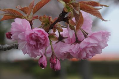 小野・桜づつみの八重桜